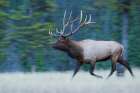 Bull Elk on the move Art Print